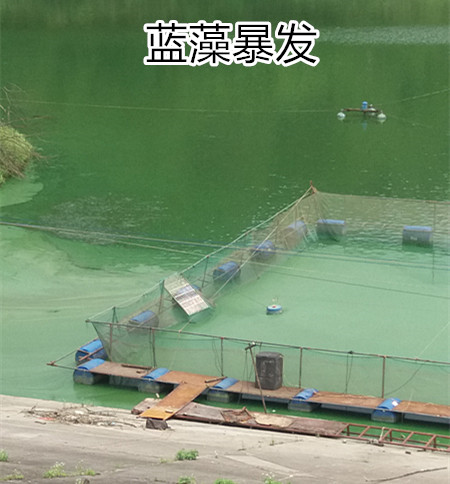 處理藍(lán)藻之前照片2_副本.jpg 處理藍(lán)藻之前照片2_副本.jpg