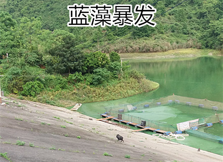 處理藍(lán)藻之前照片1_副本.jpg 處理藍(lán)藻之前照片1_副本.jpg