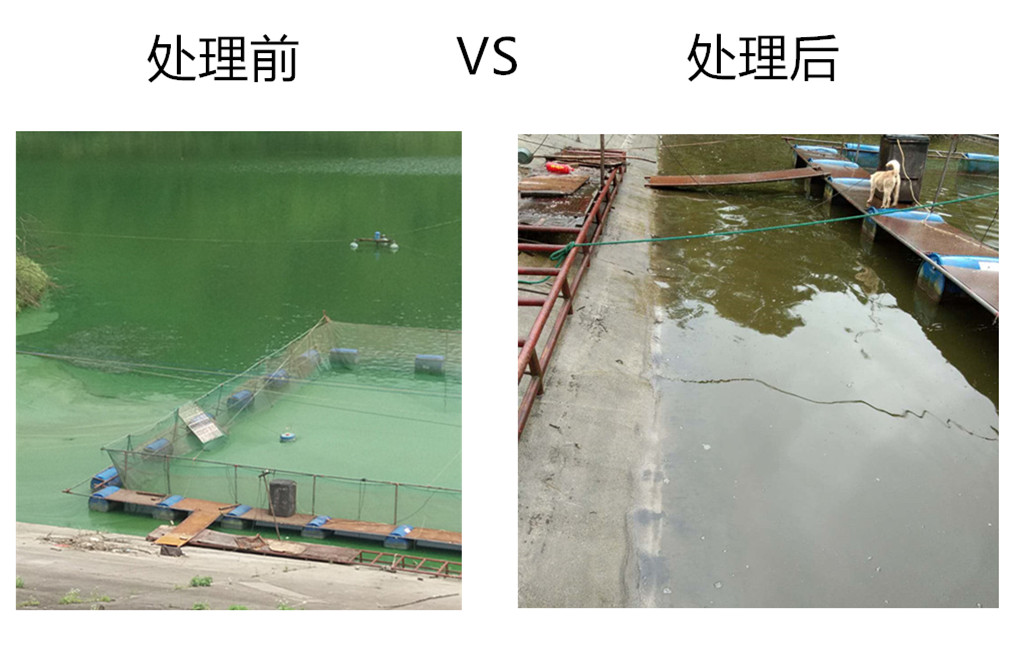 處理藍(lán)藻之前照片2_副本_副本.jpg 處理藍(lán)藻之前照片2_副本_副本.jpg