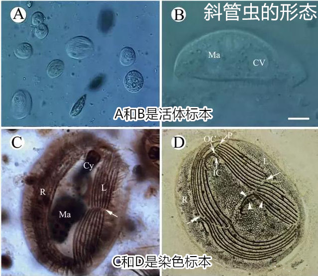 1557800889(1)_副本.png 1557800889(1)_副本.png