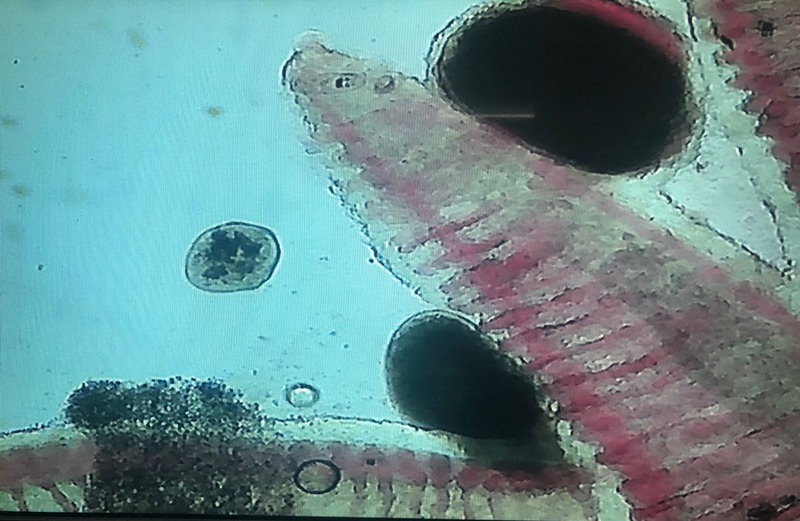 圖片1_副本.png 圖片1_副本.png