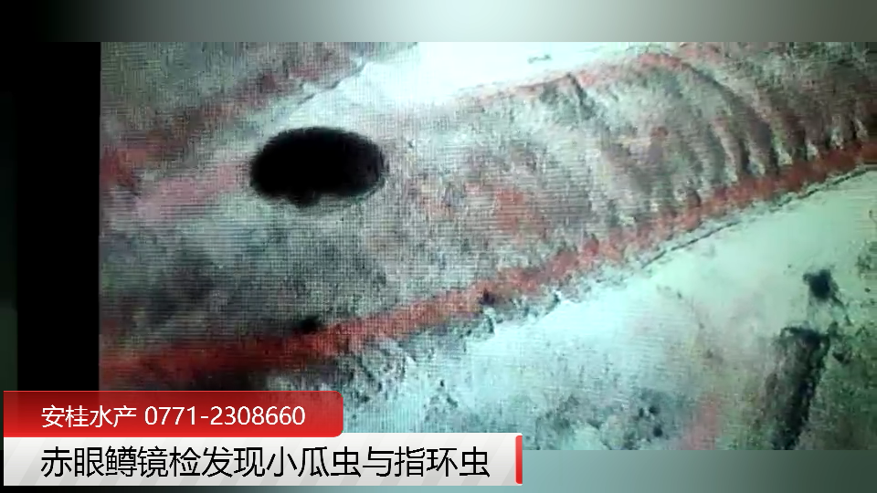 赤眼鱒鏡檢發(fā)現(xiàn)小瓜蟲與指環(huán)蟲.png 赤眼鱒鏡檢發(fā)現(xiàn)小瓜蟲與指環(huán)蟲.png