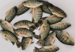 安桂羅非一號魚苗